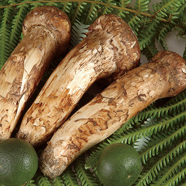 カードタイプ カタログギフト e-order choice ミストラル セーブル-C  掲載商品画像